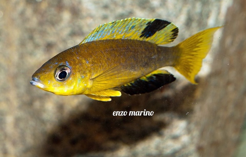 Cyprichromis microlepidotus 'Mabilibili Bay'